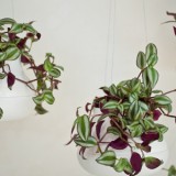 CityPlanter-79-crop