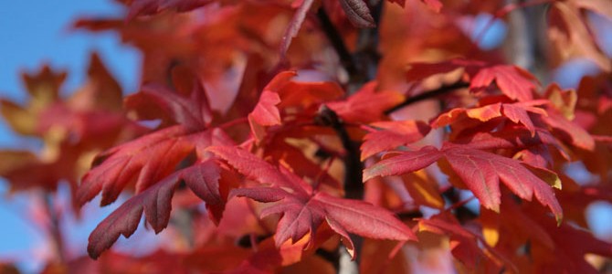 header_image