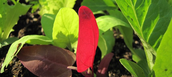 salad_header