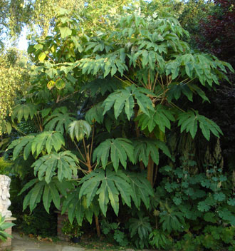 tetrapanax_3