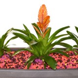 Top_House_Plants_Header