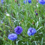 header_hardy_annuals_2