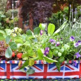 jubilee_planter_header
