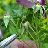 deadheading_header