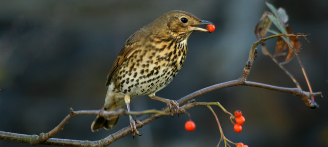 berries_header