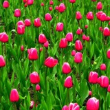 bulbs_header1