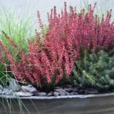 meadow_in_planter