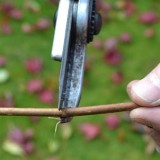 how_take_cuttings_header