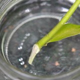 how_to_cuttings