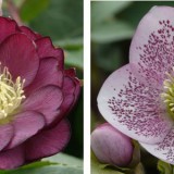 Hellebores_comp