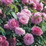 roses_head