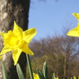 bulbs_header