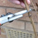 clematis_pruning