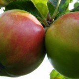 fruit_header