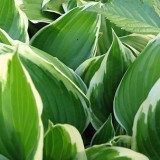 perennials_header