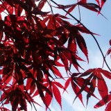 shrubs_header