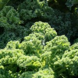 header_greens