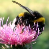 bee_header