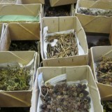 seeds boxes header