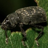 vine weevil bramblejungle