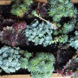 sedum header