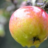 apple face mask header