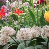 bulbs header px