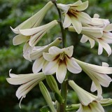 cardiocrinum  header px