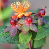 hypericum px header