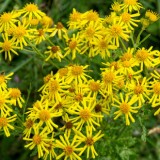 ragwort large header px