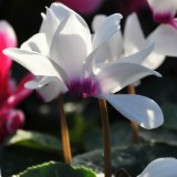 Cyclamen header Gabludlow px