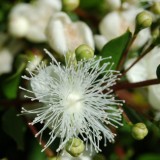 evergreen luma Tim Waters large header