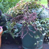 variegated back
