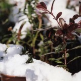 winter plants px