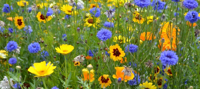 How to sow - header