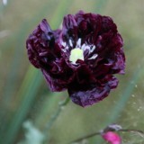 Papaver somniferum Black Paeony px