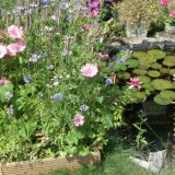 meadow carpet header px
