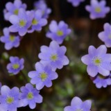 hepatica header 2 px
