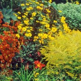 herbaceous header px