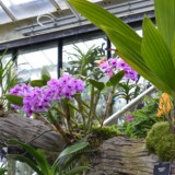 orchids under glass px