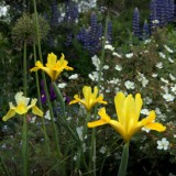 spring border px