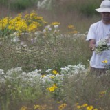 wildflower field header