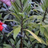 Daphne header