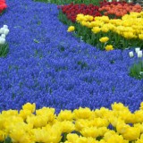 keukenhof muscari river