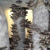 Mushroom columns