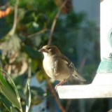 bird header