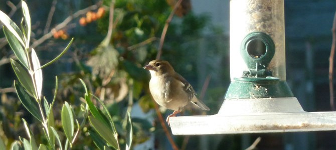 bird header