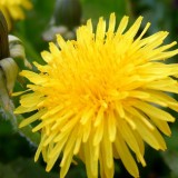 dandelion header