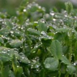 pea shoots header