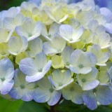 Hydrangea macrophylla 'Bela'